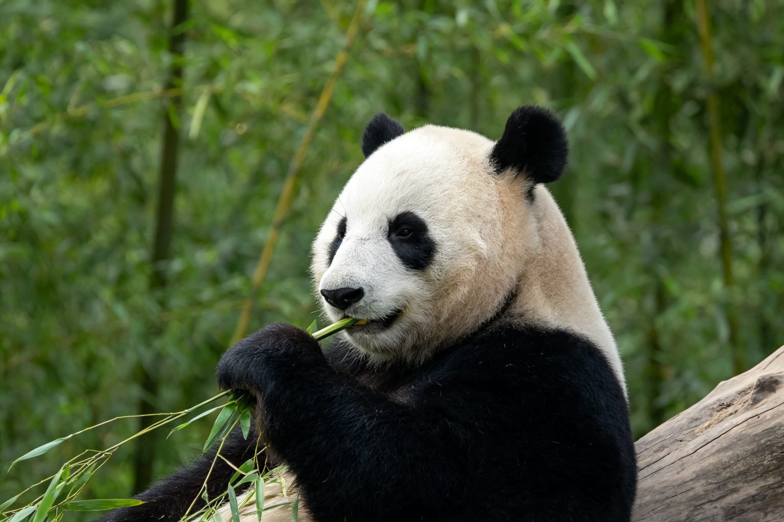 Chengdu Research Base of Giant Panda Breeding